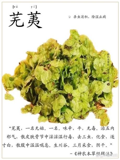 探秘芜荑：一种珍贵的植物资源