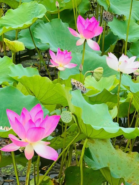 荷花的诗：荷花翩然起舞，湖面映照如梦境